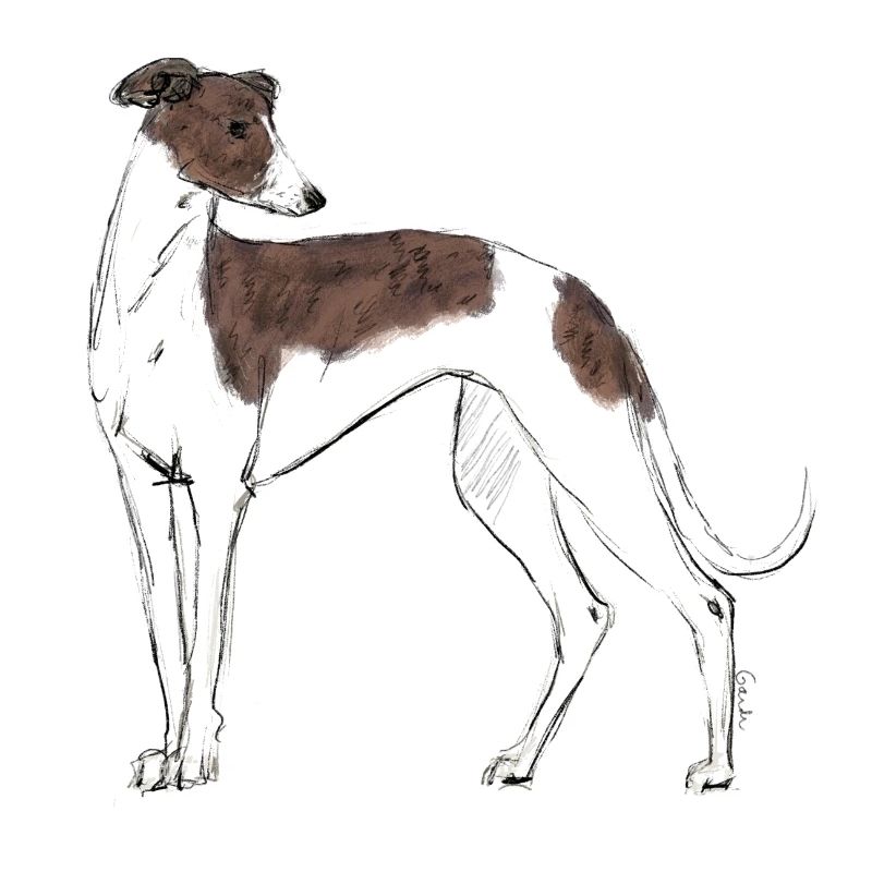 Greyhound