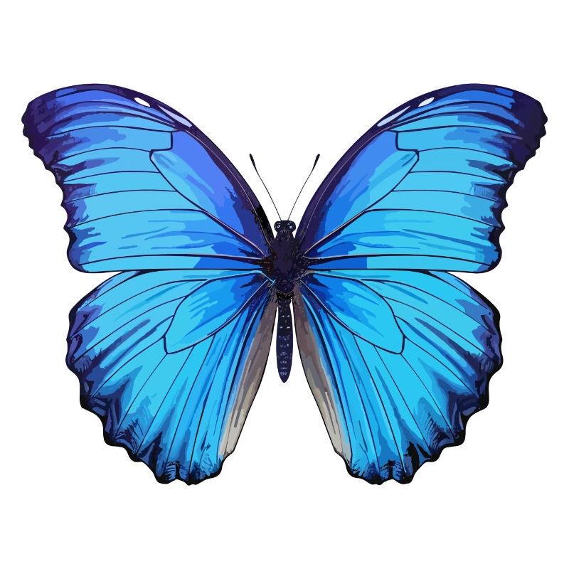 Morpho Papillon Bleu