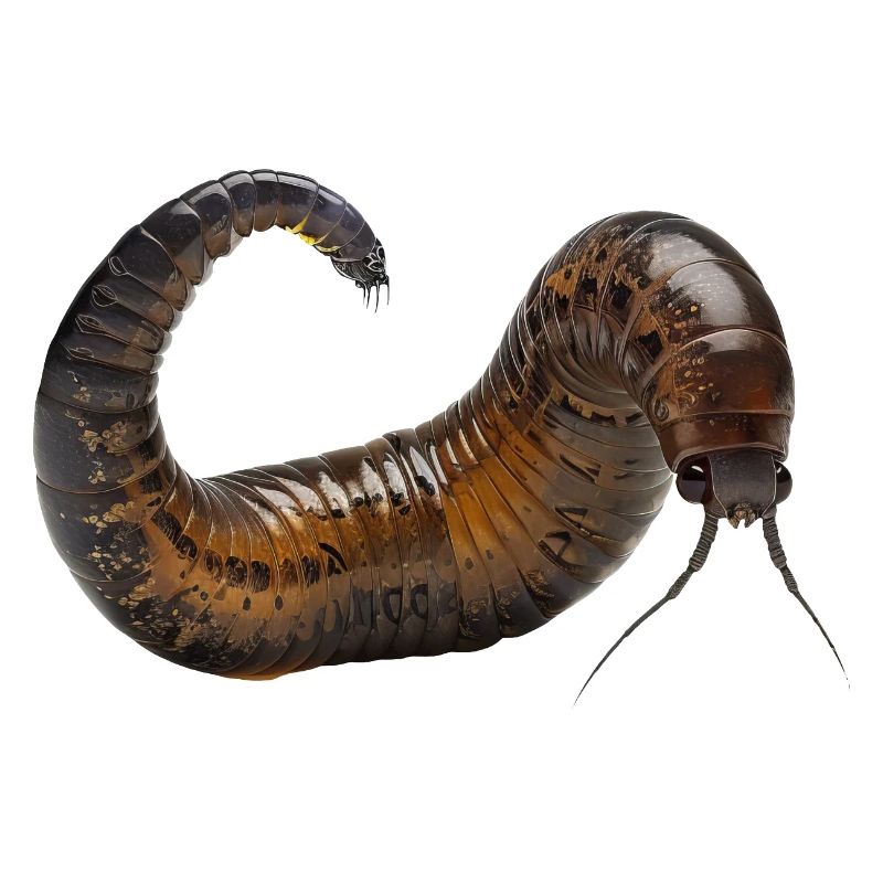 Wurm