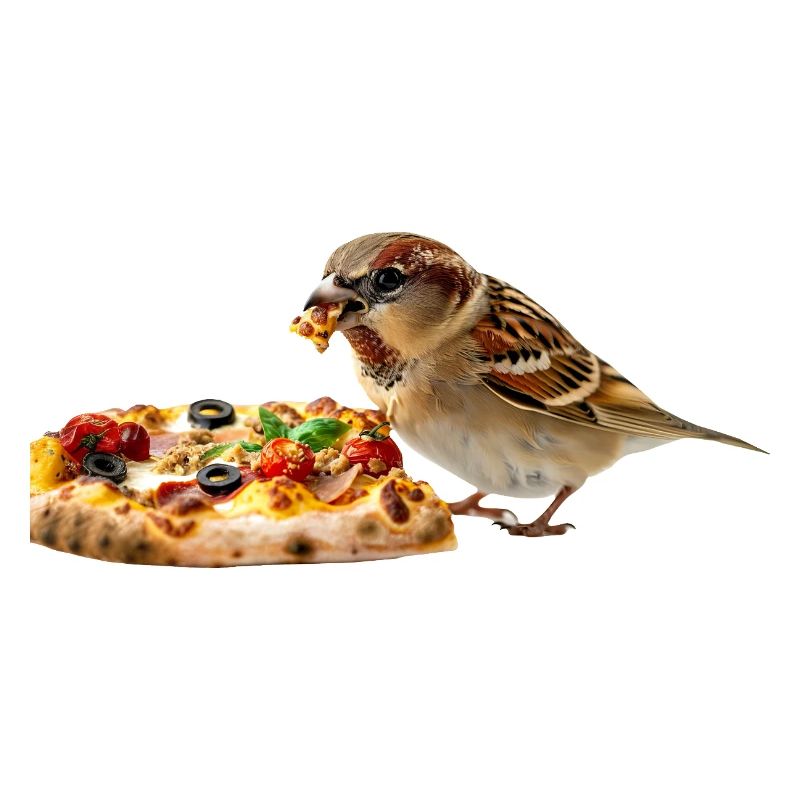 Finch Bird