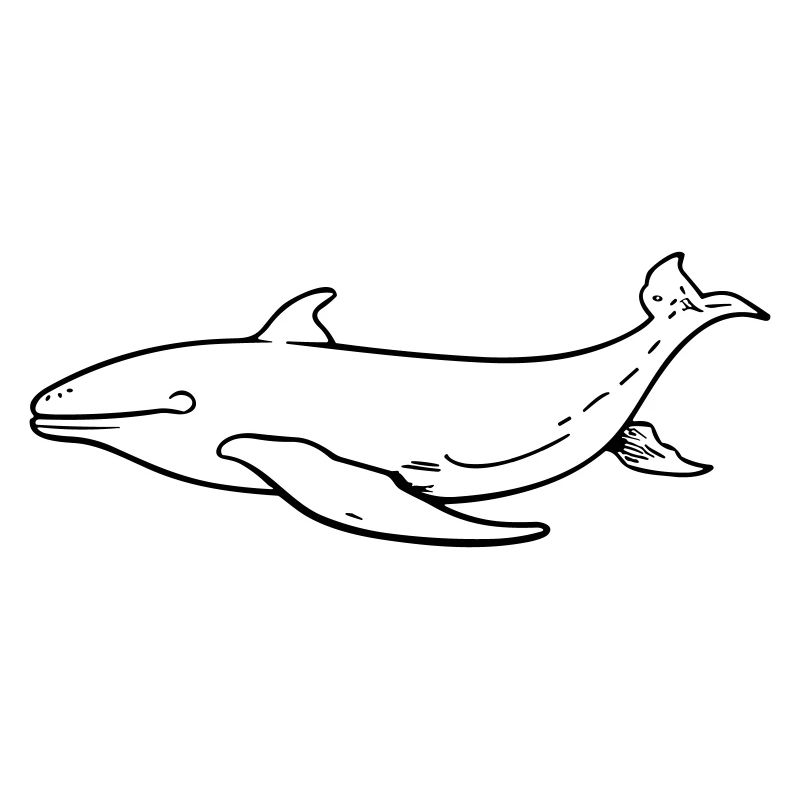 Whale