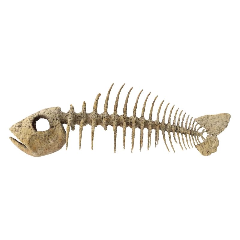 Fisch Gräten - Fish Skeleton Fish bone