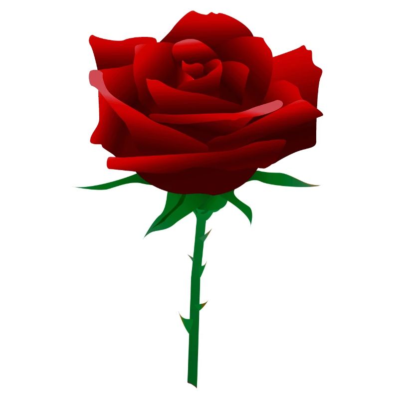 Rote Rose