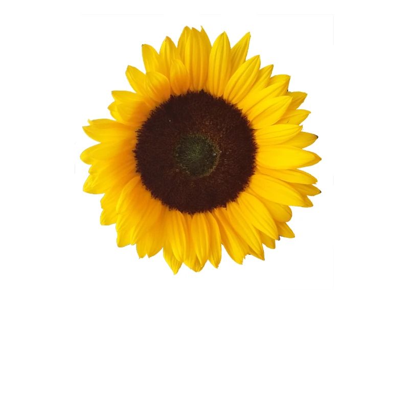 sunflower yellow
