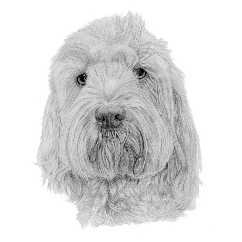 Bichon Havanaise