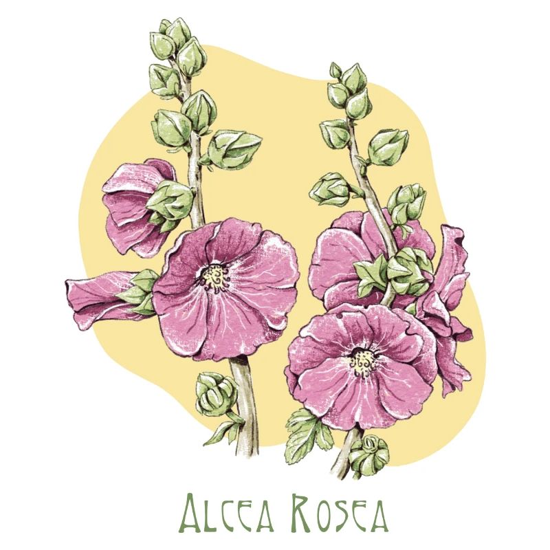 Malvenrosa botanische Zeichnung