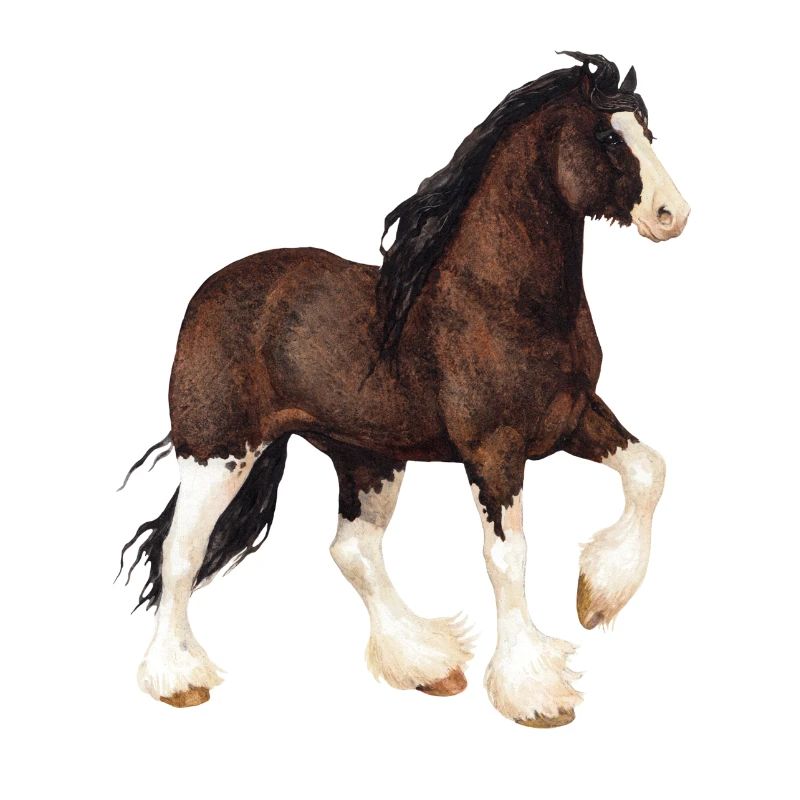Shire Horse