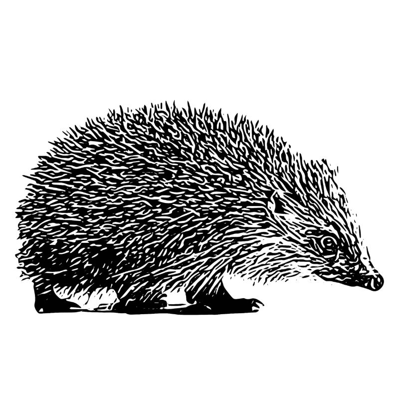 Igel