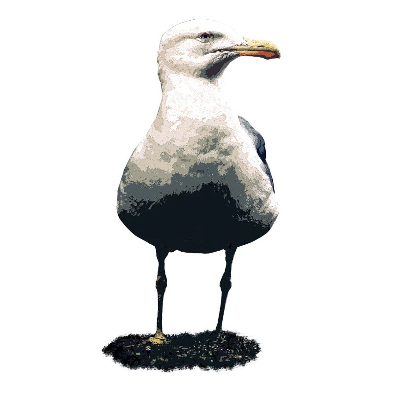Möwe