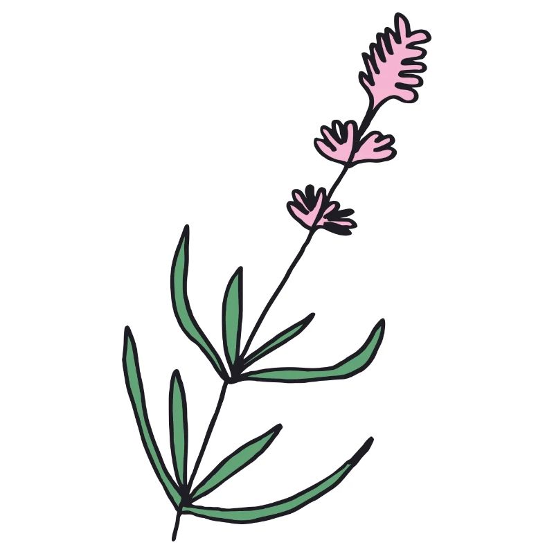 lavender lavender