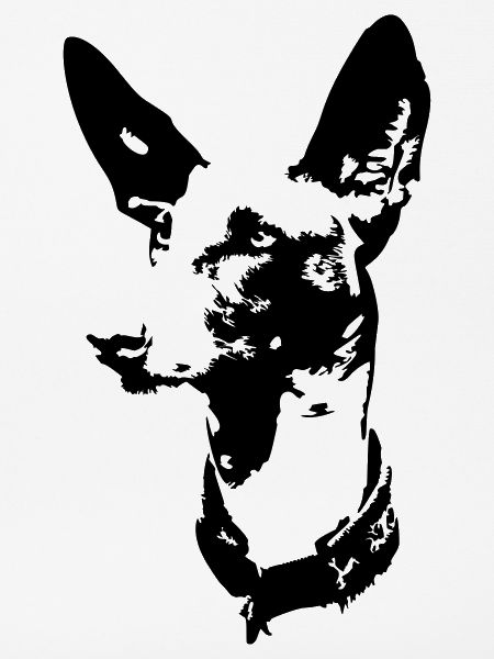 Podenco Kopf