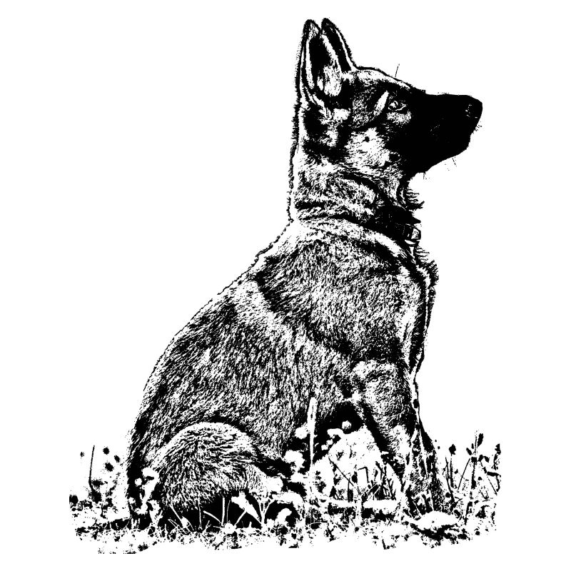 Schaeferhund Welpe