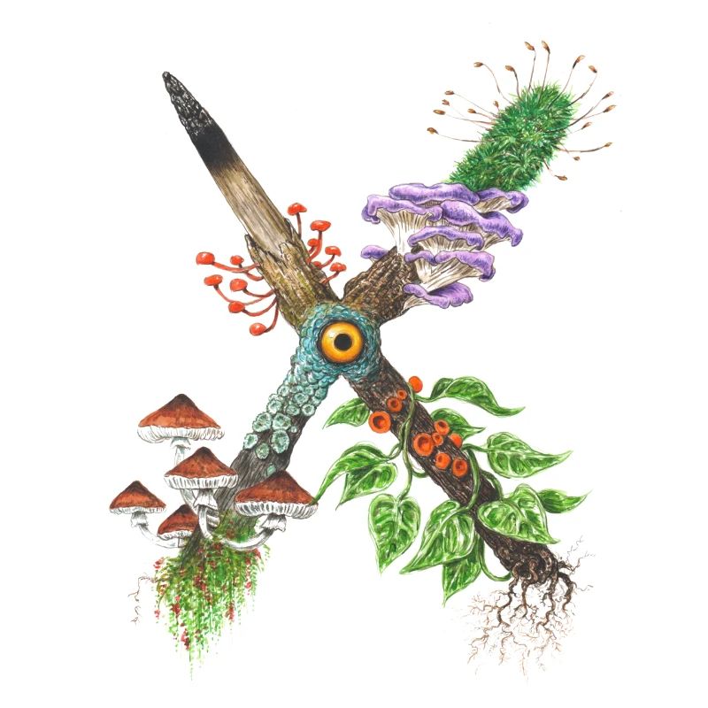 X-tinction / Pilze