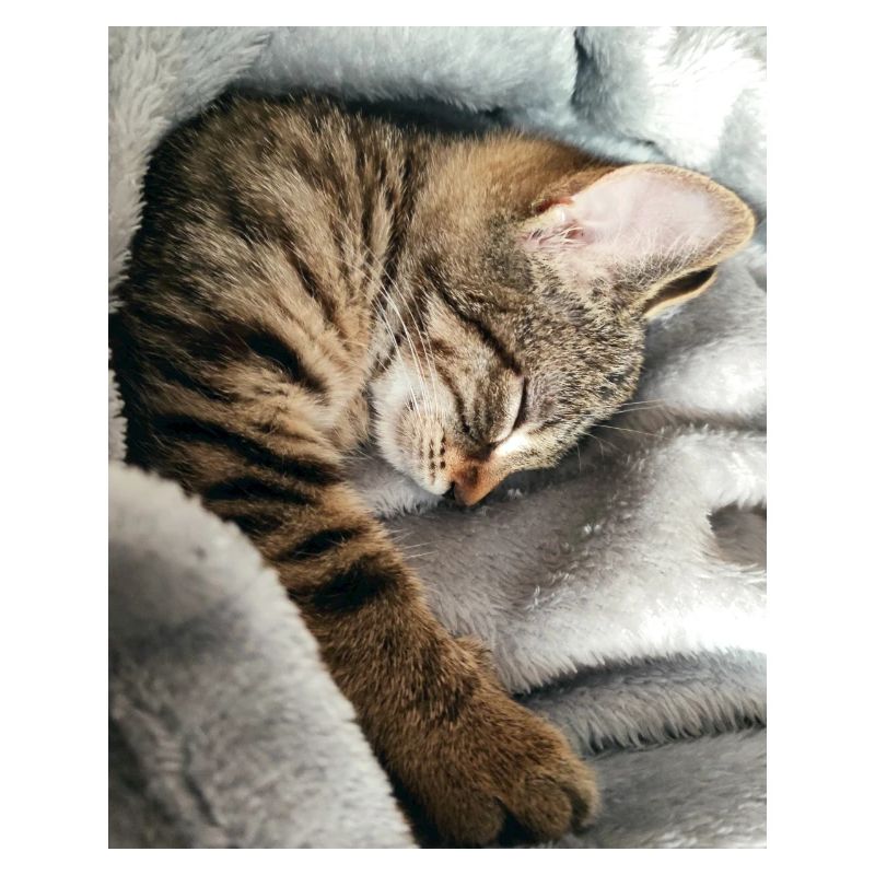 Katze
