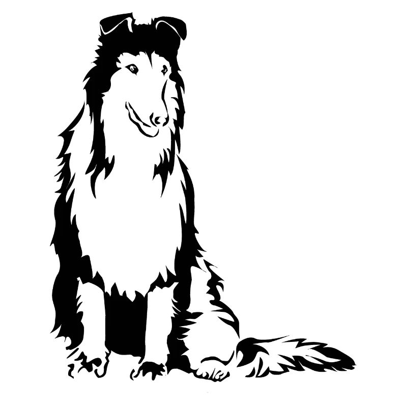 Collie