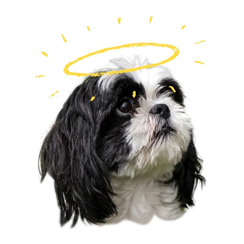 heiliges shih tzu
