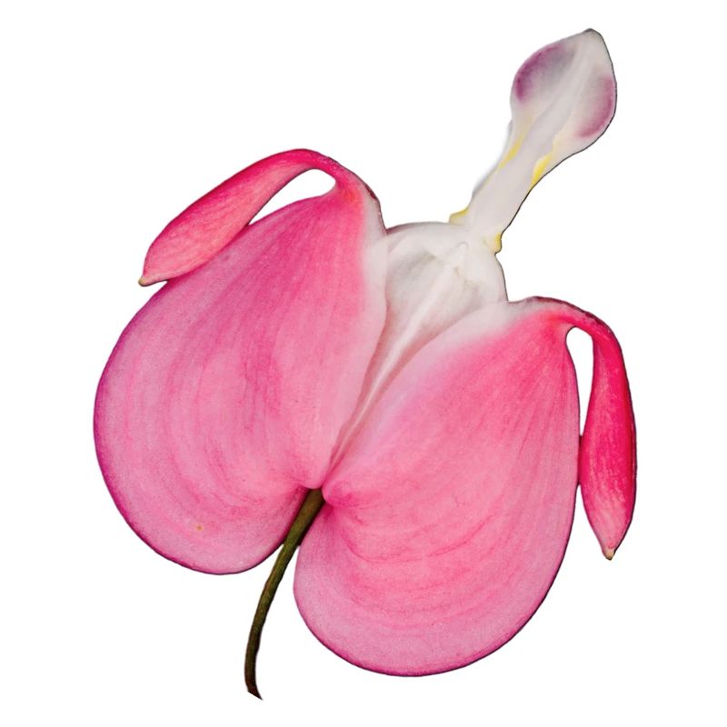 Blume erotisch