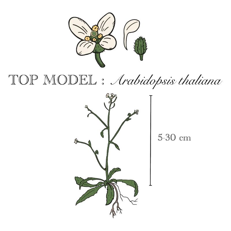 Arabidopsis thaliana
