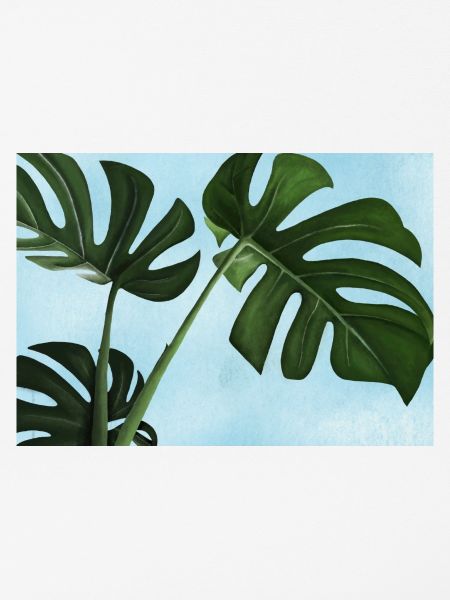 Monstera Pflanze