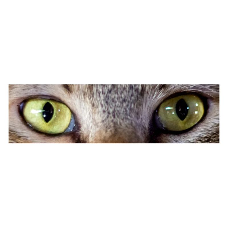 Katzen-Look