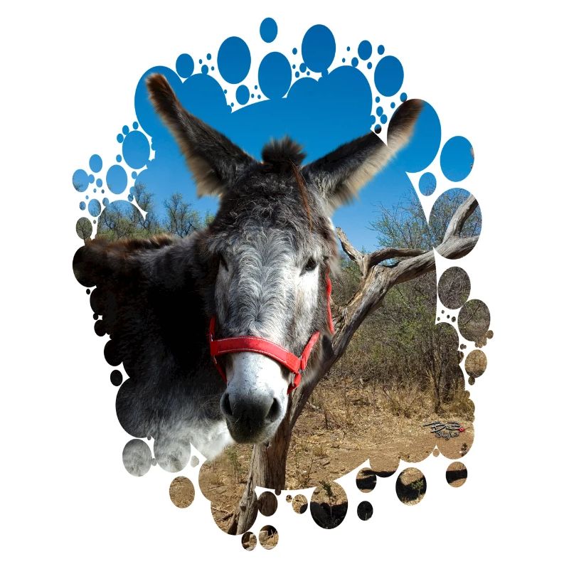 Donkey