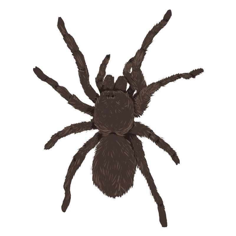 Vogelspinne2