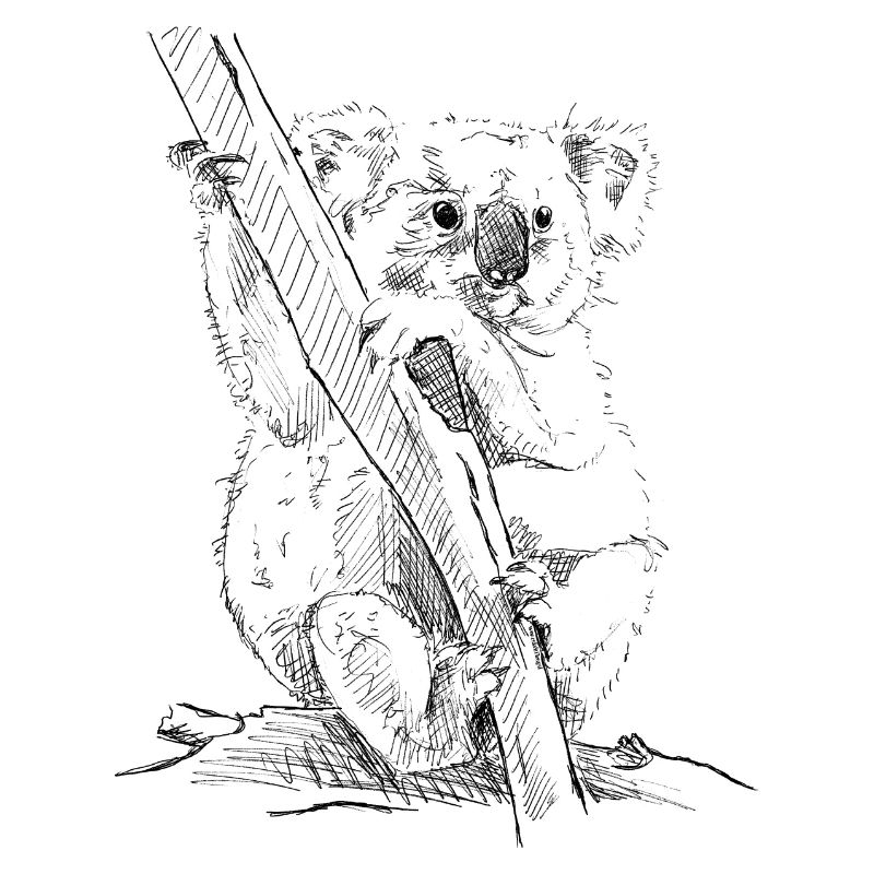 Koala