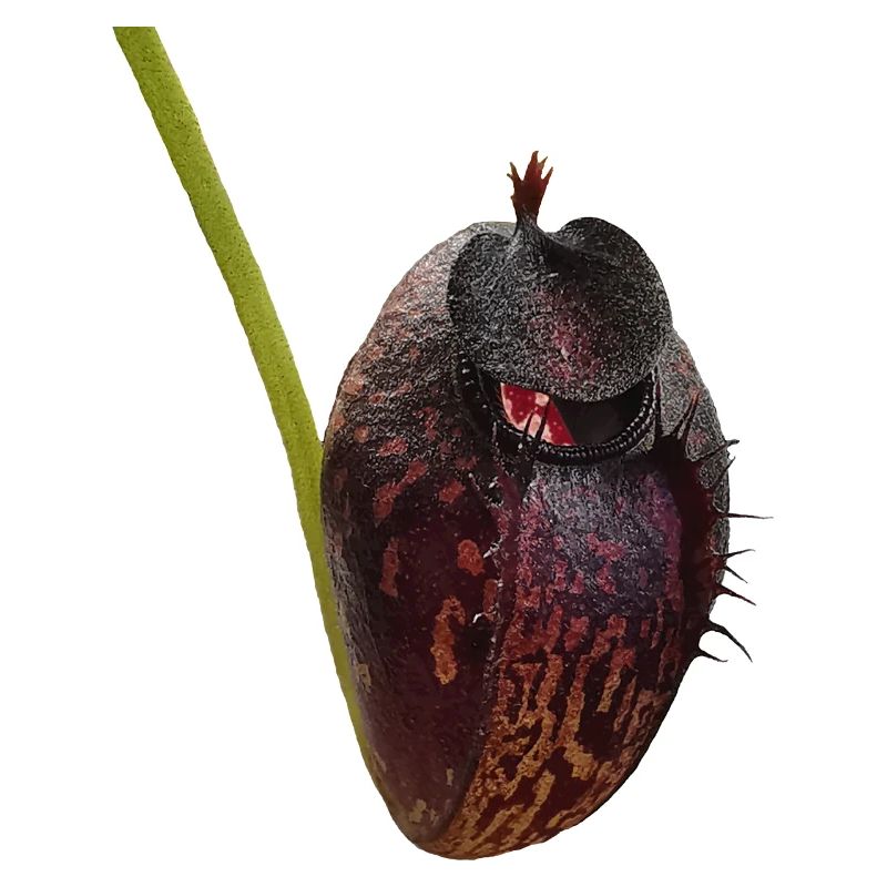 Nepenthes aristolochioides 02