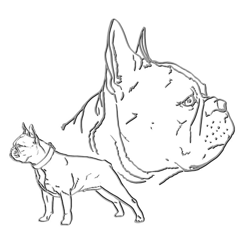 Französische Bulldogge