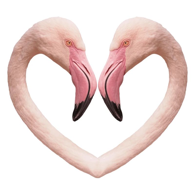 Flamingo-Herz