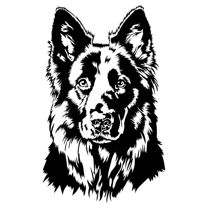 German Black Shepherd Portrait Wilsigns