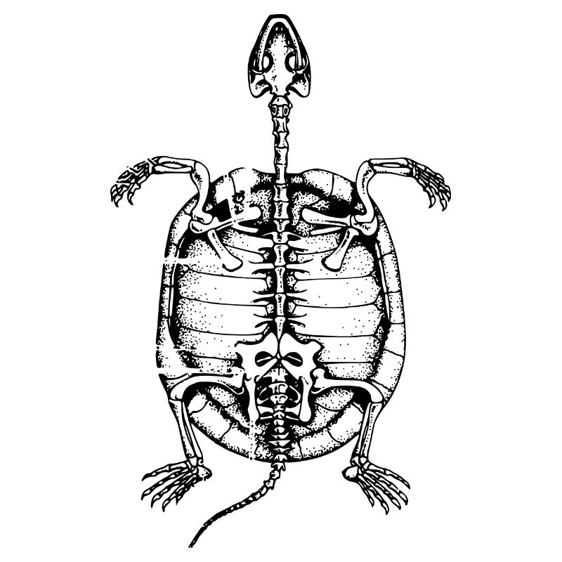 Fossile Schildkröte
