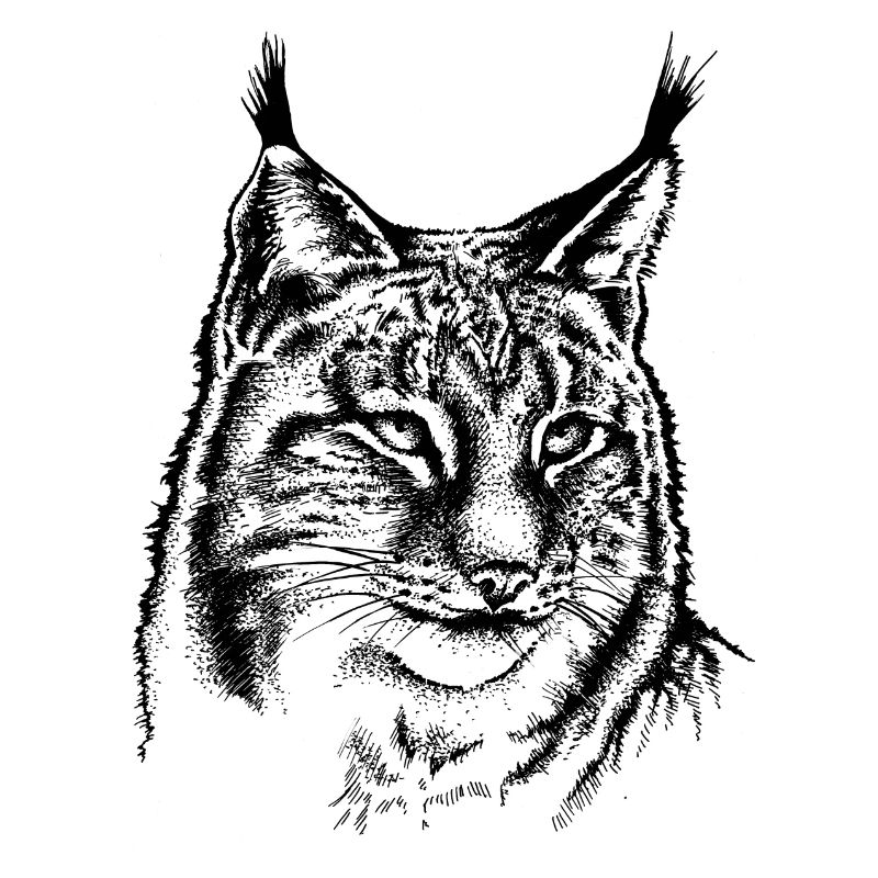 Luchs