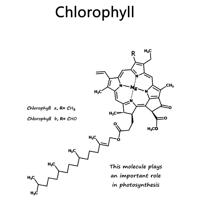 Chlorophyll