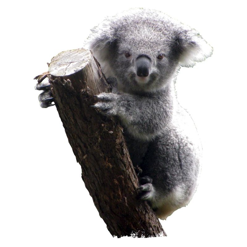 Koala