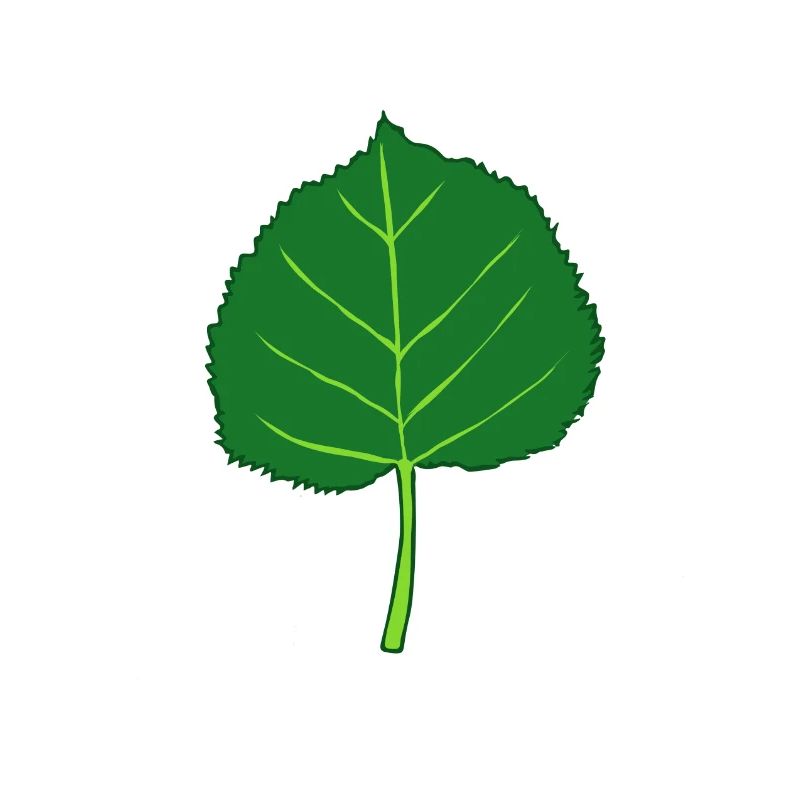Linde - Baum - Blatt