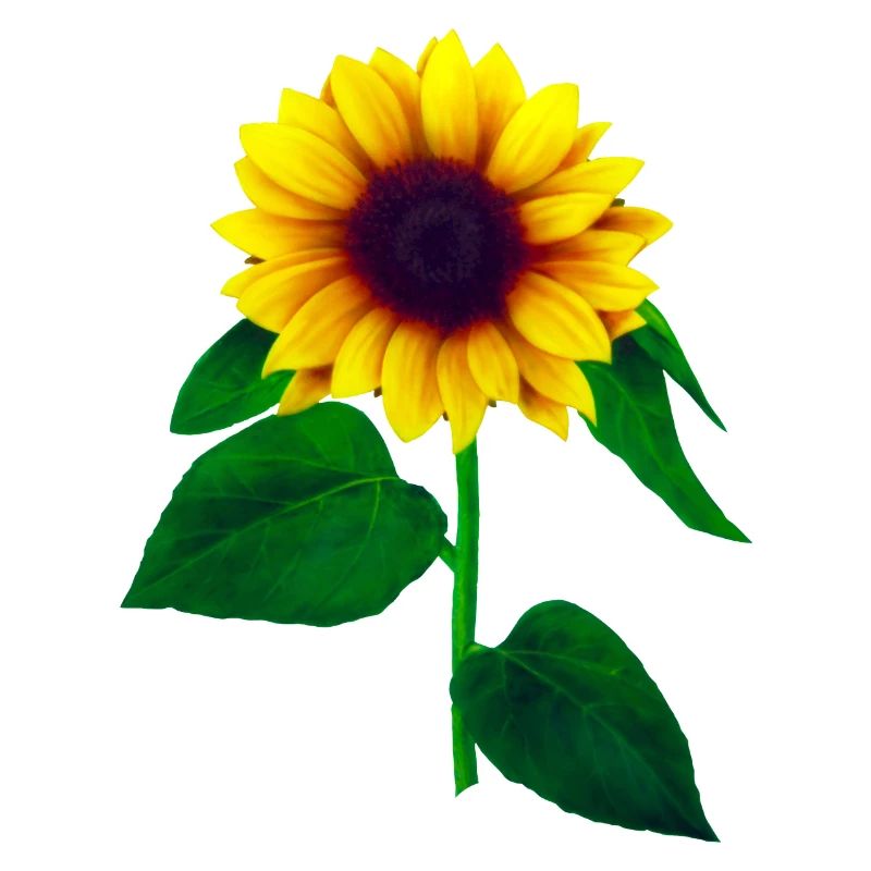 Sonnenblume