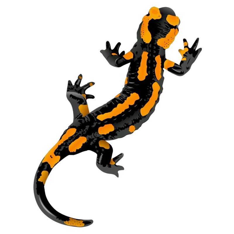 Salamander - Feuersalamander