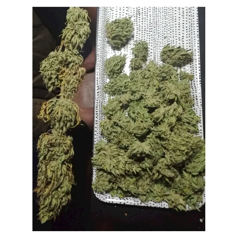 Tetrahydrocannabinol