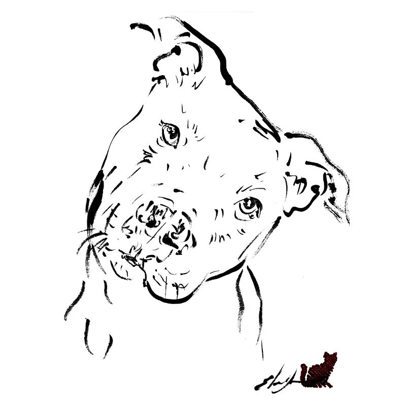 Schwarzer Pitbull