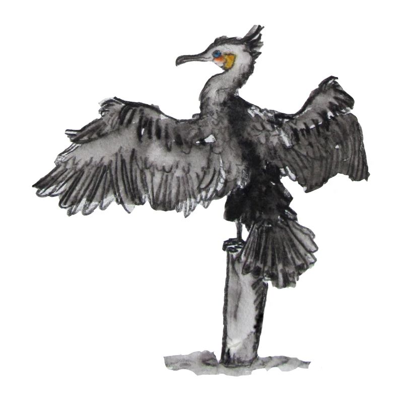 Kormoran