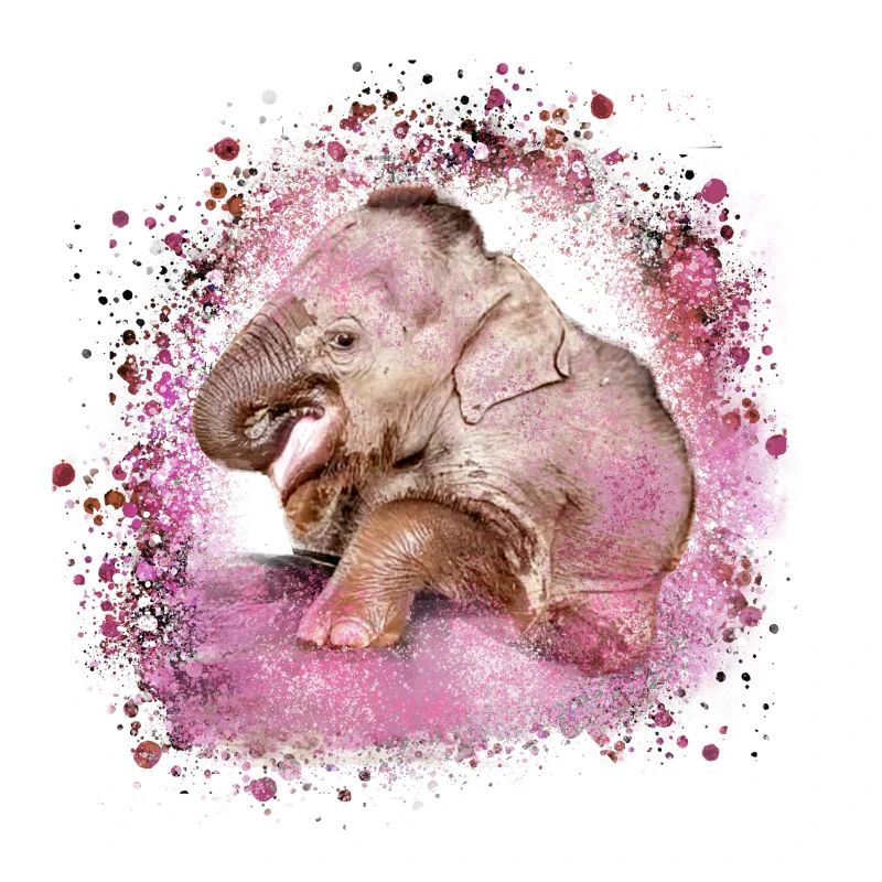 bébé éléphant, éléphant, graffiti, rose, peinture