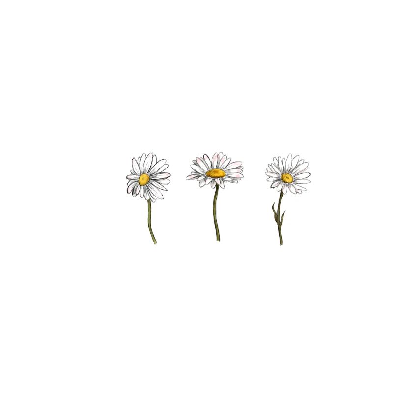 3 daisy