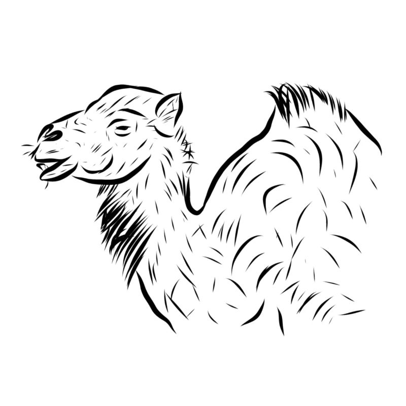 Camel