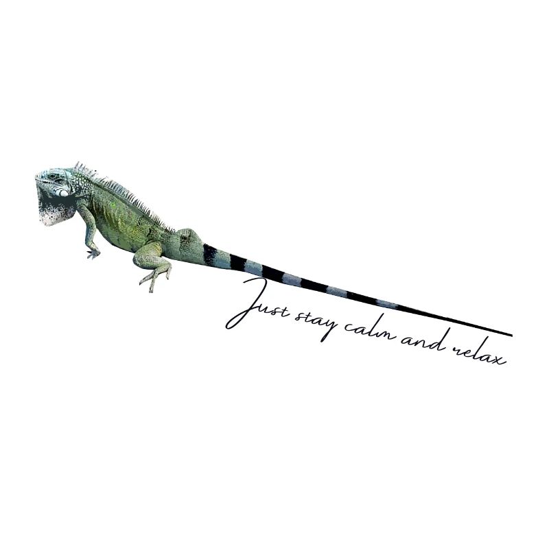 stay calm,echse,reptil,leguan