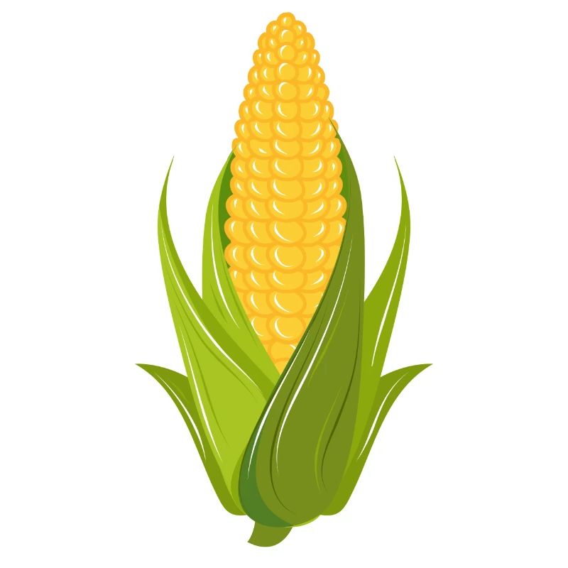 Hand drawn corn on the cob with leaves