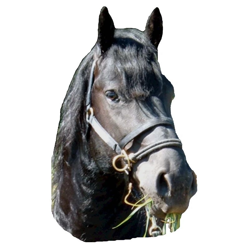 Friese Kopf