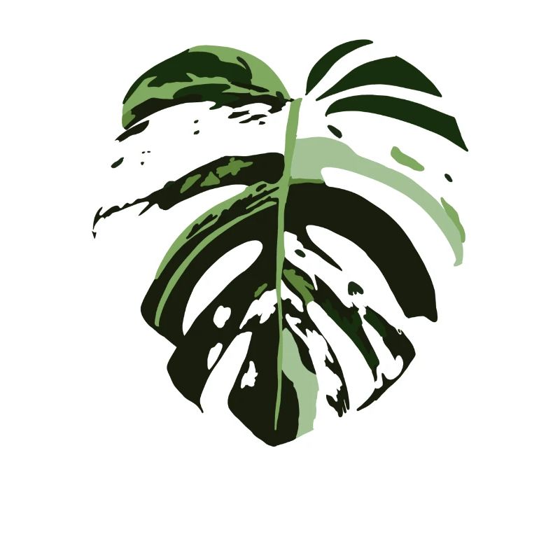Monstera Variegata