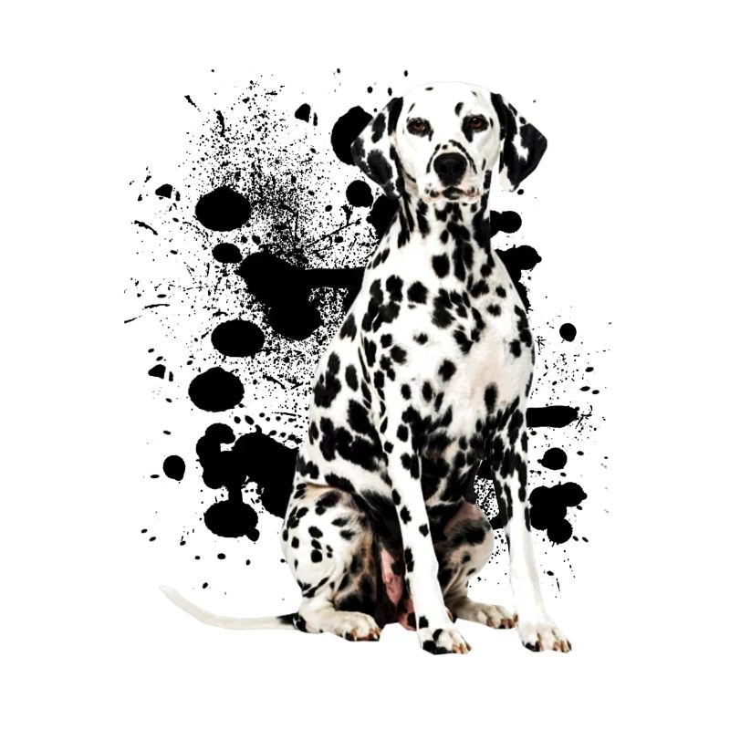 dalmata