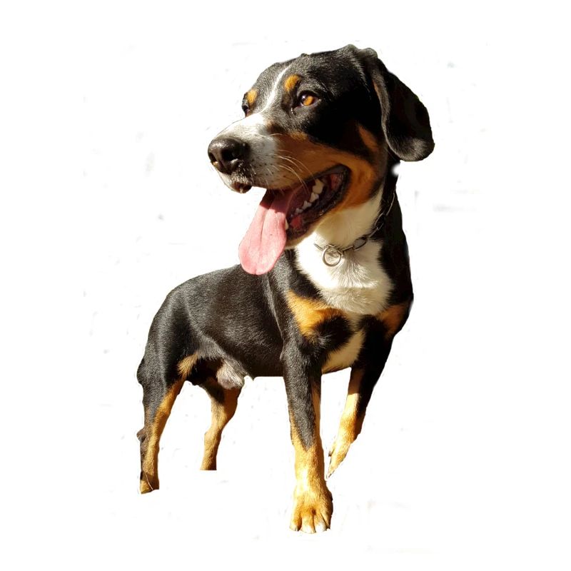 Der süße Hund
